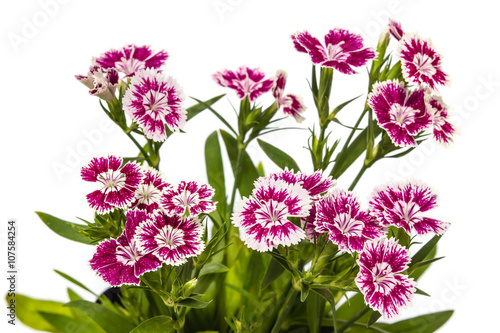 Tableau sur toile Dianthus chinensis (China Pink) Flowers on white background