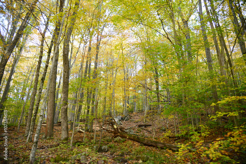 misty forest