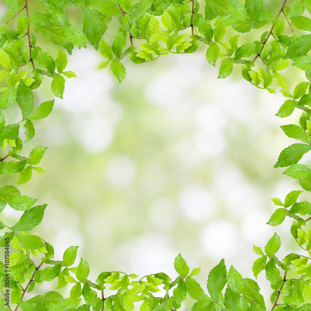 Fresh Green leaf frame with water drops isolated on nature gre Fresh Green leaf frame with water drops isolated on nature gre