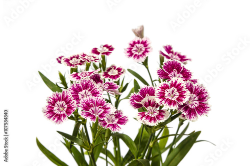 Dianthus chinensis (China Pink) Flowers on white background