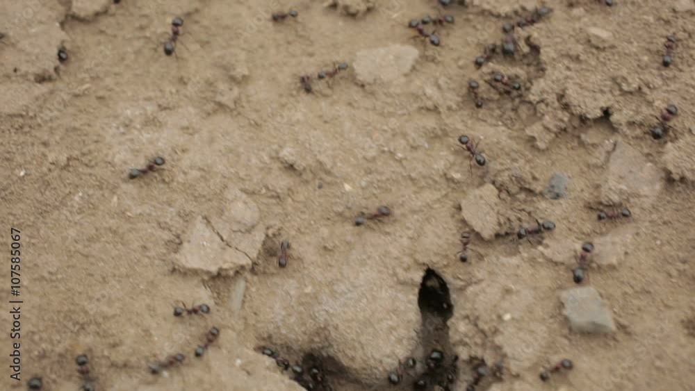 Close-up shot of anthill in the soil Close-up shot of anthill in the soil