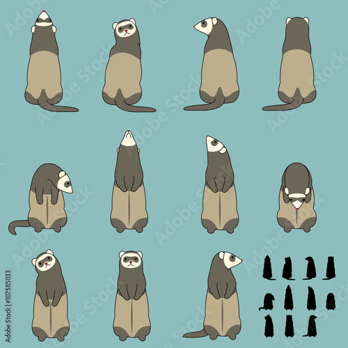 Set of ferret standing poses
