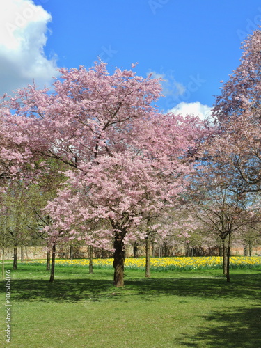 Kirschbluete_Schlosspark_Schwetzingen