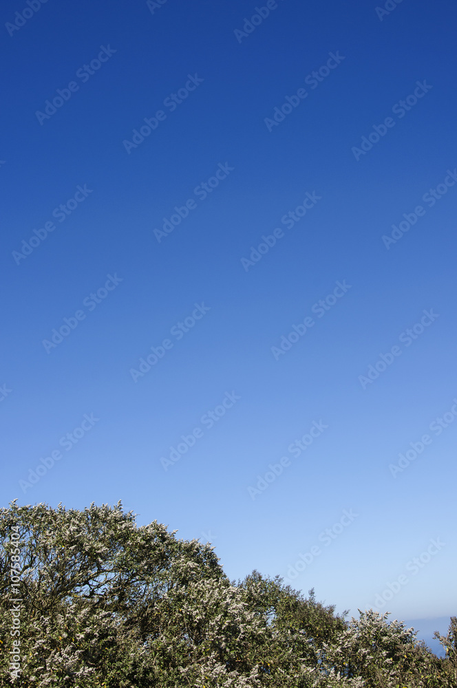 Plants and blue sky background Plants and blue sky background