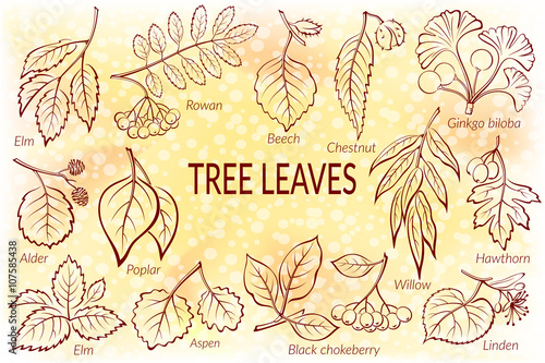 Set of Nature Pictograms, Tree Leaves, Willow, Hawthorn, Poplar, Aspen, Ginkgo Biloba, Elm, Alder, Linden, Rowan, Chestnut, Black Chokeberry and Beech. Eps10, Contains Transparencies. Vector