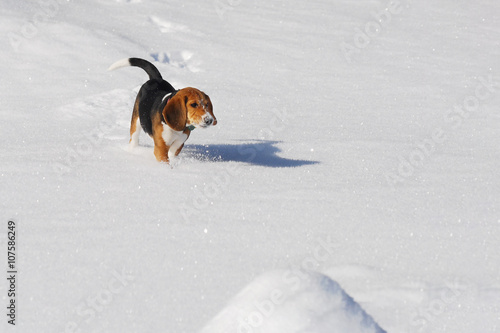 Dog beagle running in winter snow sunny day with nobody