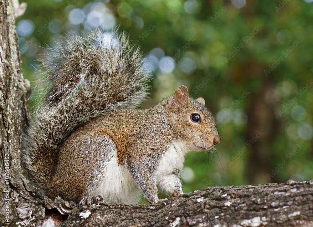 Grauhörnchen - [Sciurus carolinensis]