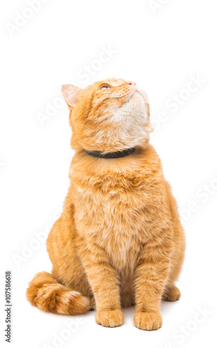 Tablou canvas ginger cat