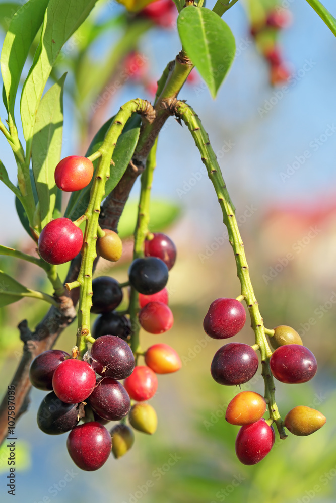 Obraz premium Ripening berries cherry laurel (Prunus laurocerasus) on a branch 