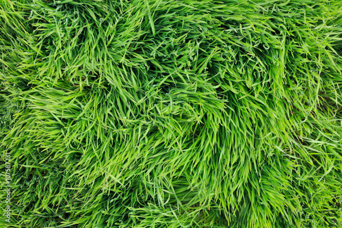 Large leaves of green grass background top view