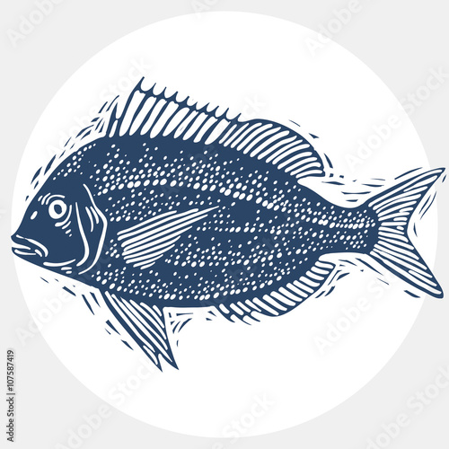 Vector drawn freshwater fish silhouette, natural graphic symbol.