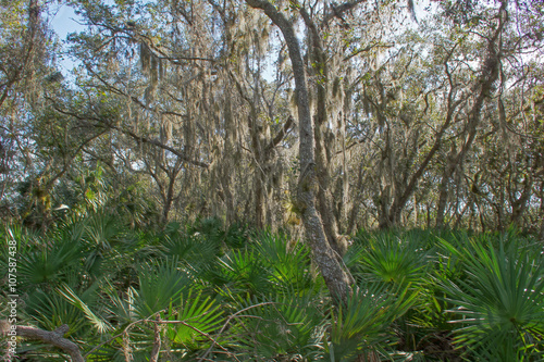 Urwald mit Feenhaar auf Merrit Island - Florida photo
