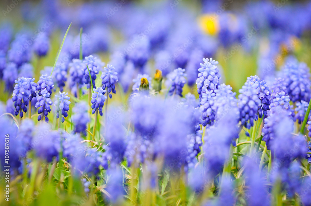 Grape hyacinths in bloom in a garden with overbolwn dandelions. Grape hyacinths in bloom in a garden with overbolwn dandelions.