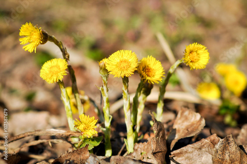 Flowering Tussilago farfara, commonly known as coltsfoot in the forest. photo