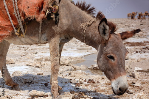 Donkey waiting to be loaded with amole-salt slabs. Danakil-Ethiopia. 0359