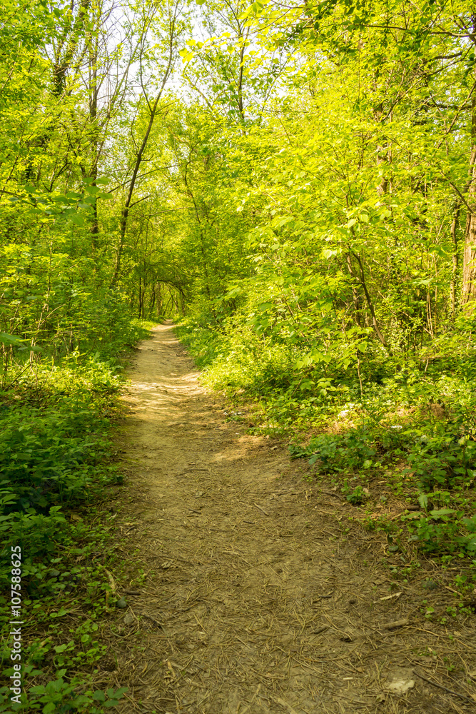 Naklejka premium the lane through the dense forest