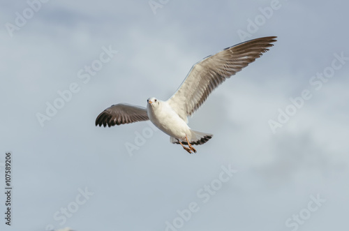 Beautiful Seagulls flying in the sky