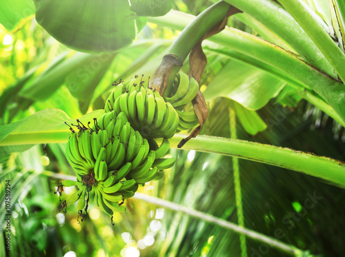 Banana tree in a daytime