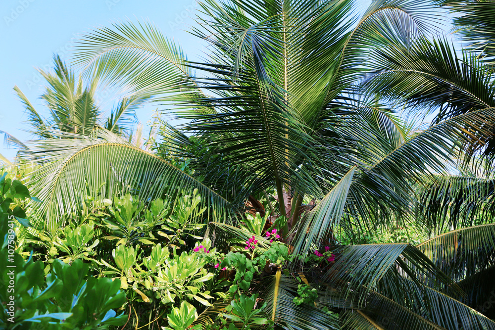 Obraz premium Tropical trees in exotic forest.