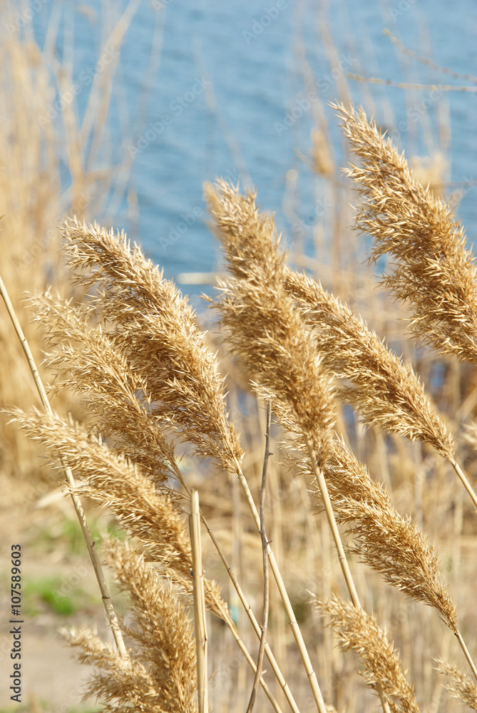 Obraz premium Bright reeds with light shining through yellow leaves on the blu