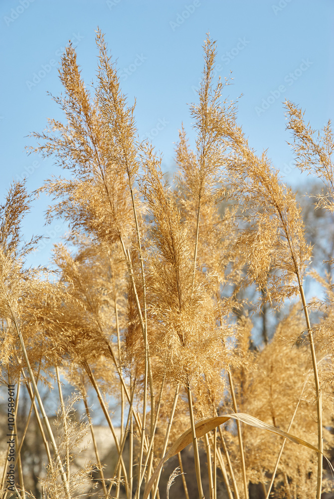 Bright reeds with light shining through yellow leaves on the blu Bright reeds with light shining through yellow leaves on the blu