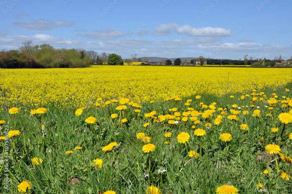 Fototapeta premium Sea of yellow.