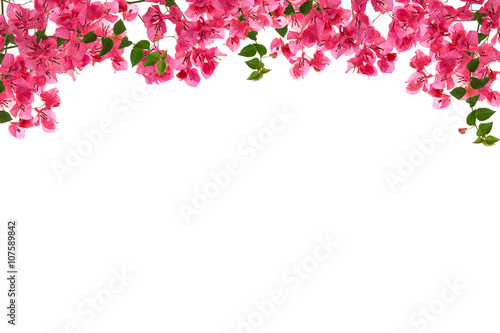 Tela Bougainvillea flower frame on white background ,Provincial flowe