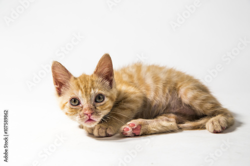 Feline in the Bright Studio Setting