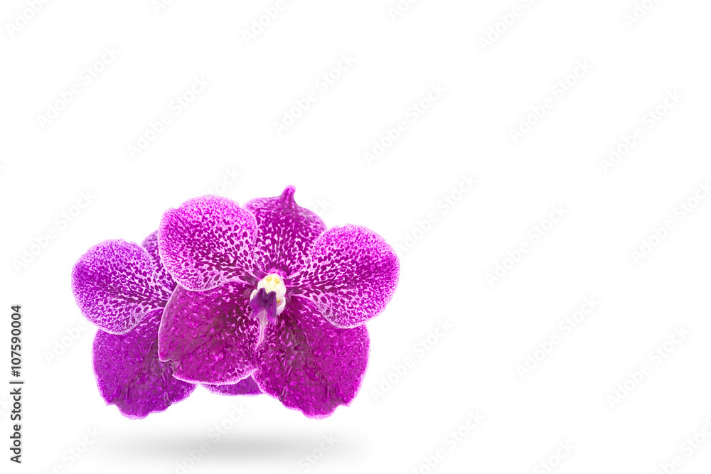 Purple orchid flowers with drop water on white background Purple orchid flowers with drop water on white background