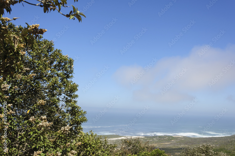 Plants, sea and blue sky background Plants, sea and blue sky background
