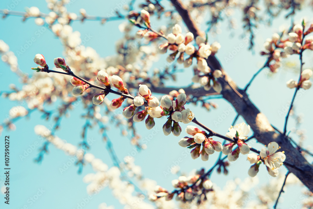 Apricot tree branch covered with flowers in spring. Toned image. Vintage folm color Apricot tree branch covered with flowers in spring. Toned image. Vintage folm color