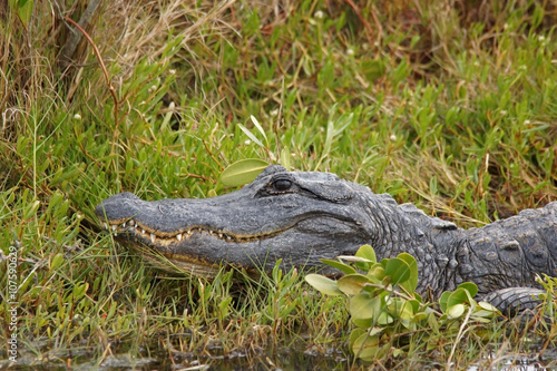 Mississippi-Alligator - [alligator mississippiensis]