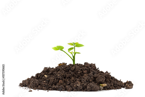 Young green plant on  the soil ,on white background