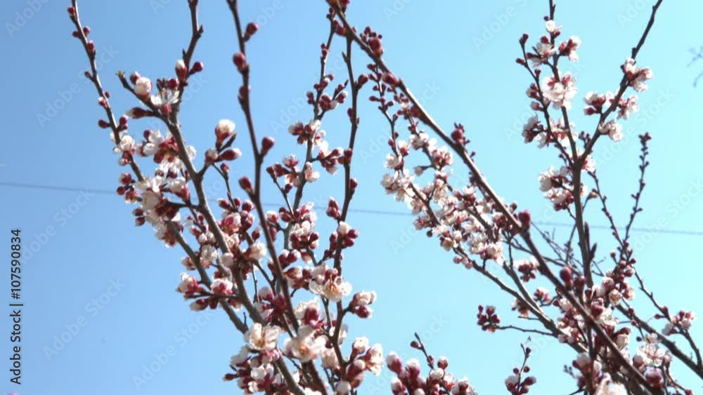 Spring cherry flowers, white flowers and buds, close-up shot Spring cherry flowers, white flowers and buds, close-up shot