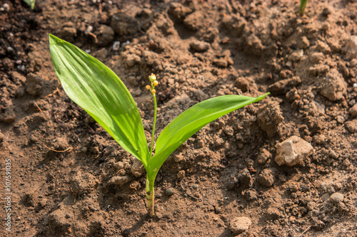 small green plant with two leawes seedling in the ground photo