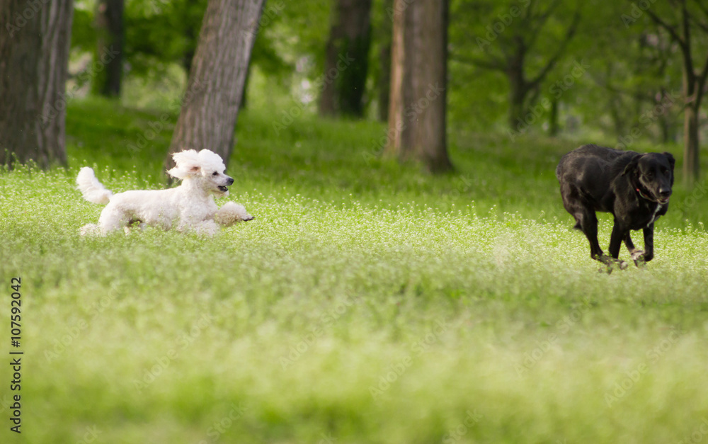 White poodle dog running chasing playing with other dog White poodle dog running chasing playing with other dog
