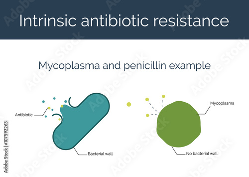 Intrinsic antibiotic resistance vector illustration. Penicillin resistance of mycoplasma