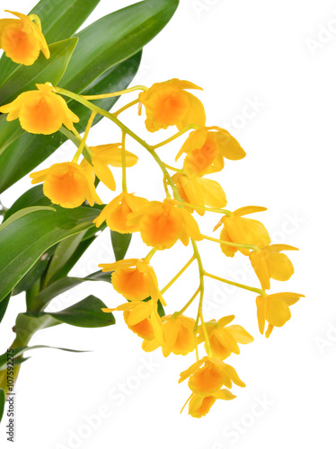 beautiful yellow orchid flower on white background