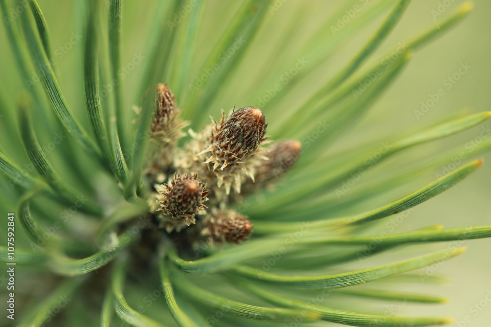 Pine tree close-up Pine tree close-up