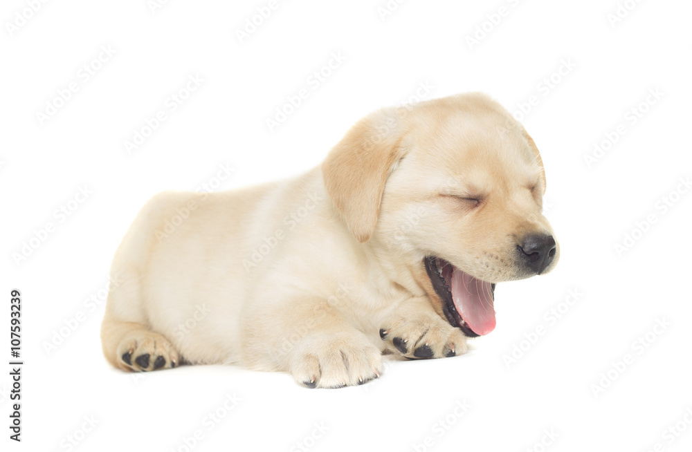 funny labrador puppy on a white background