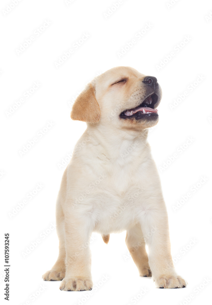 Labrador puppy on a white background