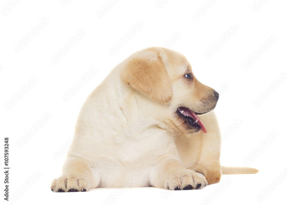funny labrador puppy looking at the white background funny labrador puppy looking at the white background