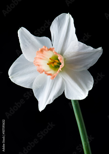 daffodil isolated on black