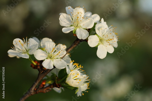 Fototapeta Naklejka Na Ścianę i Meble -  Spring blossom on plum tree in the garden