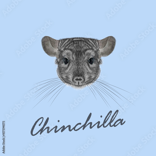 Vector Illustrated portrait of Chinchilla.