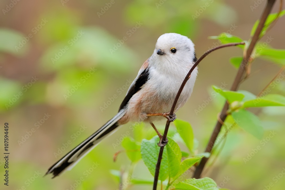 Long-tailed tit (Aegithalos caudatus) on branch Long-tailed tit (Aegithalos caudatus) on branch