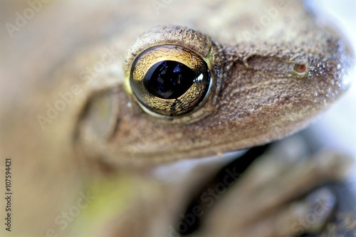 Cute little Goldeneye tree frog macro of the face