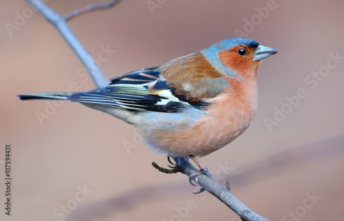 Photographie Common chaffinch on the branch