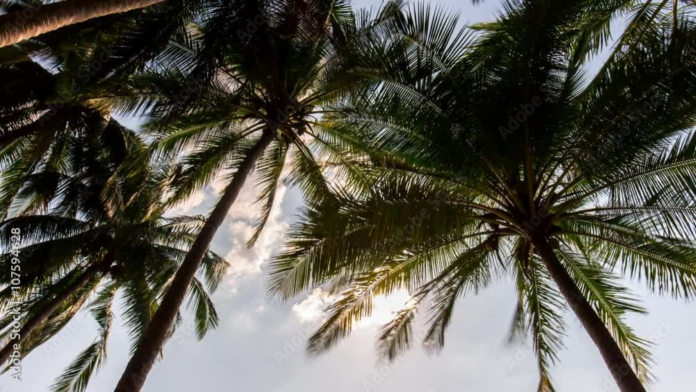 sun light thai resort palm windy tops 4k time lapse thailand
sun light thai resort palm windy tops 4k time lapse thailand