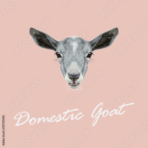 Vector Illustrated portrait of Domestic Goat.